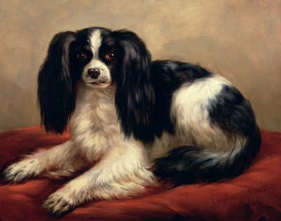 Ein King Charles Spaniel auf einem roten Kissen sitzend von Eugene Joseph Verboeckhoven